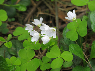 forest sour (Oxalis acetosella, hare cabbage, cuckoo clover) blooms in May in the forest with white...