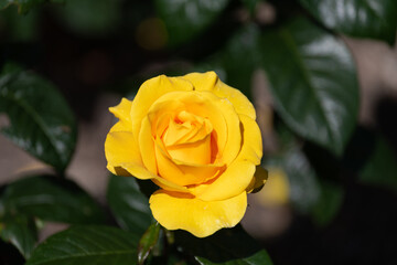 yellow rose in garden