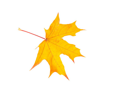 autumn orange maple leaf isolated on white