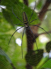 spider on the web
