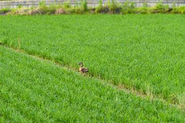 Farmland filled with water and cultivated crops