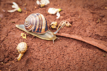Macro photography of snails after spring rain