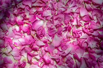 Pink petals of bulgarian rose. Drying petals for flower tea. Pink natural background. Topic: Flower...