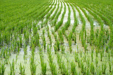 Farmland filled with water and cultivated crops