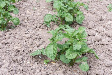 Green leaves of young potatoes on a bed in the garden