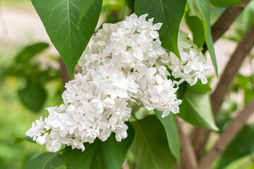 Branches with white lilacs on a bush near the house, spring flowers
