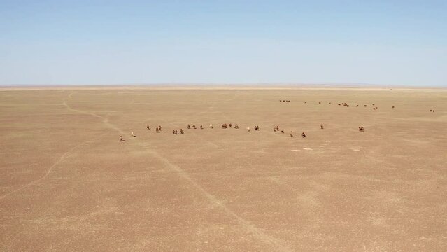 Aerial dolly of Herd of bactrian camels walking in the Gobi desert by day