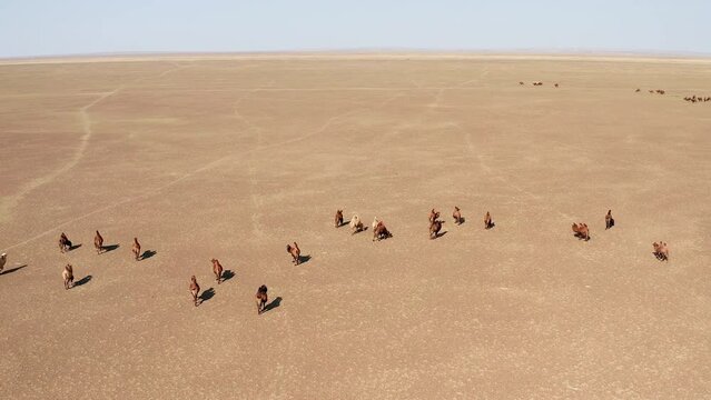 Aerial pan of Herd of bactrian camels walking in the Gobi desert by day