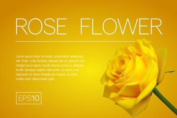 Minimalistic banner with a realistic yellow rose on orange background. 3d bud rose. Frame for title and text. Template for design of a flyer, banner or postcard in the minimal style. 