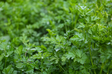 Fresh green parsley as background, closeup view