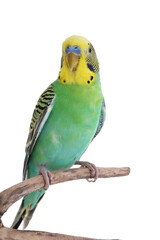 Fototapeta na wymiar Beautiful parrot perched on branch against white background. Exotic pet