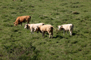 Naklejka na ściany i meble cows on the pasture