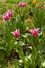 Group of pink and white flowers of lily-flowered tulips in April