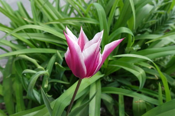 One pink and white flower of lily-flowered tulip in April