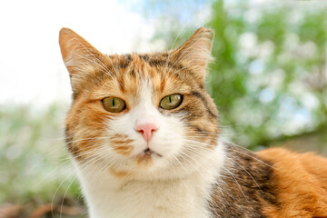 Naklejka na ściany i meble Cute fluffy cat with beautiful eyes outdoors, closeup