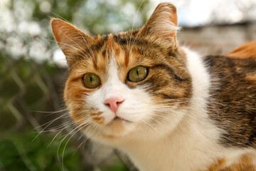 Naklejka na ściany i meble Cute fluffy cat with beautiful eyes outdoors, closeup