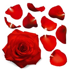 Realistic red rose petals. Vector illustration with mesh gradients. EPS10.