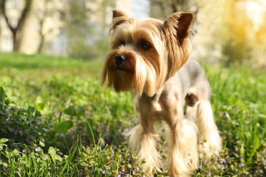 Cute Yorkshire terrier in park on sunny spring day