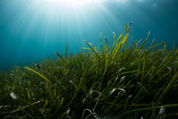 Fototapeta na wymiar The green seagrass as a important element of sea ecosystems in late afternoon light.