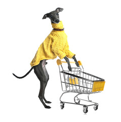 Cute dog and shopping cart on white background © New Africa