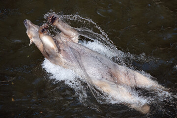 Fototapeta premium Polar bear bathing and playing in the water pool, Ursus maritimus