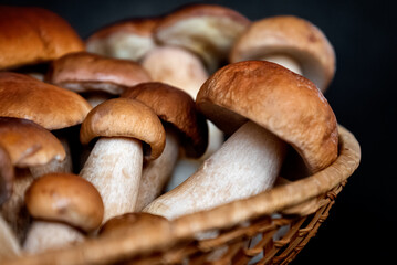 wicker basket filled with harvested boletus porcini mushrooms close up
