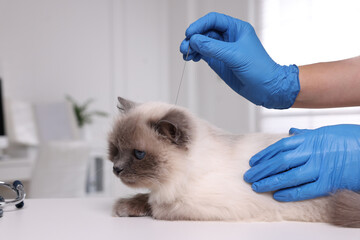 Fototapeta Veterinary holding acupuncture needle near cat's head in clinic, closeup. Animal treatment obraz