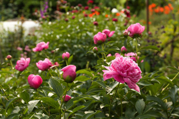 Beautiful peony plants with pink flowers and buds outdoors