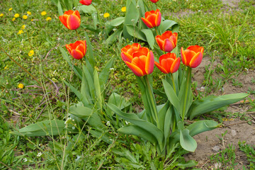Bunch of red tulips with yellow edge in the garden in mid April