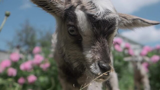 sweet goat close-up