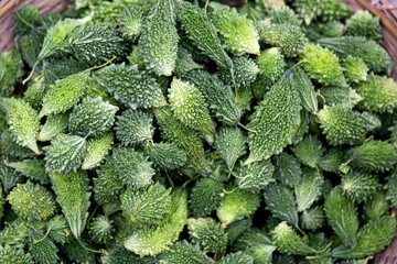 Green Bitter  in Corolla vegetables Healthy Food
