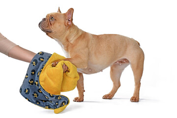 Cleaning paws of French Bulldog dog with towel cloth on white background