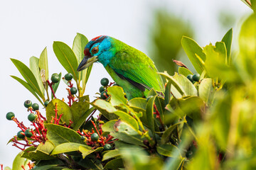 Blue-throated barbet  birds are looking for fruit for food on the tree.