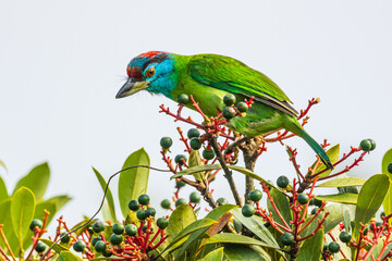 Blue-throated barbet  birds are looking for fruit for food on the tree.