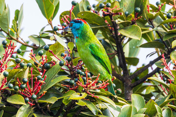 Blue-throated barbet  birds are looking for fruit for food on the tree.