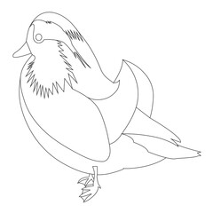 mandarin duck outline sketch ideal for coloring school children