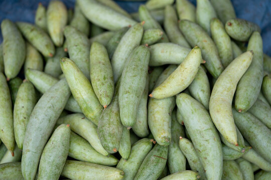 These are raw pointed gourd. Potol vegetable is a vine plant