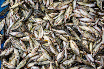 Tengra fish of  Bangladeshi Bazar