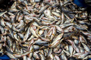 Tengra fish of  Bangladeshi Bazar