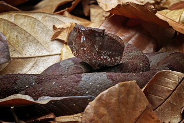 Trimeresurus puniceus snake on dry leaves