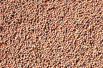 Pea seeds treated with plant protection.