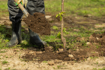 Man gardener in rubber boots buries young fruit tree seedling with shovel in garden on sunny spring...