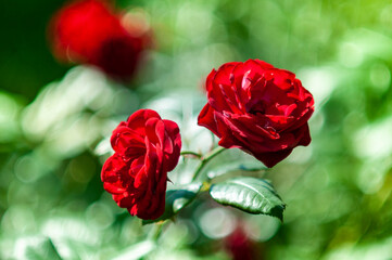 Fototapeta na wymiar red rose flower