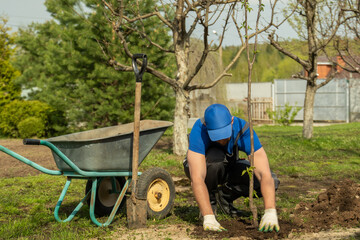 Man worker in cotton gloves covers planted fruit tree seedling in hole with ground closeup. Yard work in spring garden on sunny day. Landscaping of cottage area