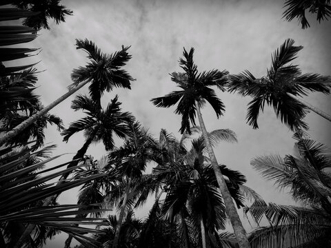Black and white betel nut trees beautiful photo of nature background,