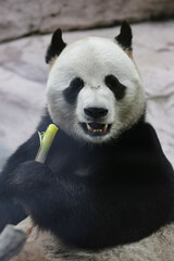 Giant panda bear ( Ailuropoda melanoleuca) eating bamboo
