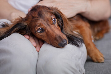 the dog gets sick, the dachshund looks sad in the arms of the owner, the turn to the doctor in the...