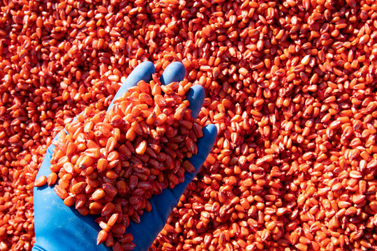 Corn seeds etched with an antifungal drug, seed protection.