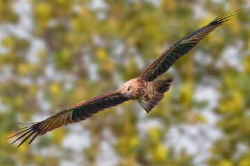 Obraz premium Black kite (Milvus migrans) is a medium-sized bird of prey, is flying with blurred tree leaves as background.