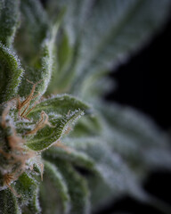 Cannabis flowers and buds fresh